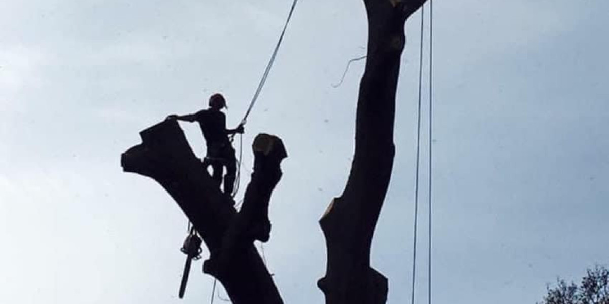 Best Tree Surgeons Near Me: Bailey Bros for Expert Tree Care Services